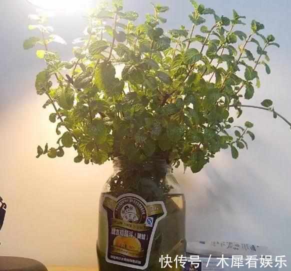 新手|快死的花这样剪,3天保证活,学会就是大神,新手想想就很激动