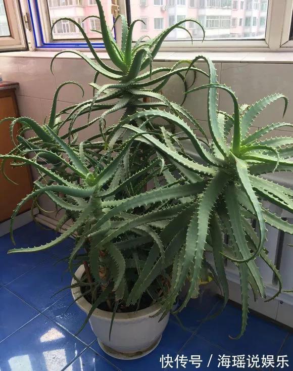 修剪|这花10块钱买一盆,养2年变老桩,叶子密、开花旺,每家都有