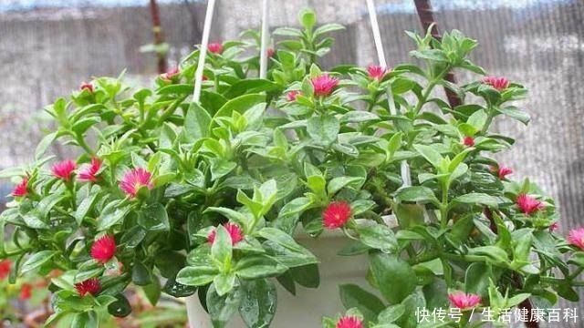 趁着天气暖和扦插这3种花，好生根好爆盆，来点土就能成活！