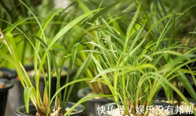 花卉|养好兰花和君子兰的四个命门，你做对了吗？看后定有收获