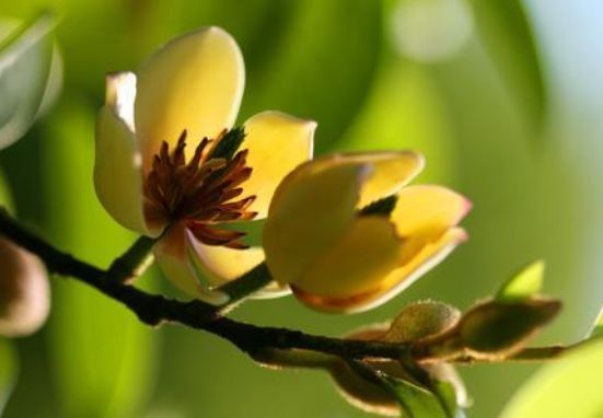 4种花好养又漂亮，花朵大花期长，枝繁叶茂，轻松养成小花园