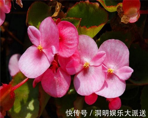 养护|四季海棠不好养教你3个养护小妙招,花开爆盆满屋香