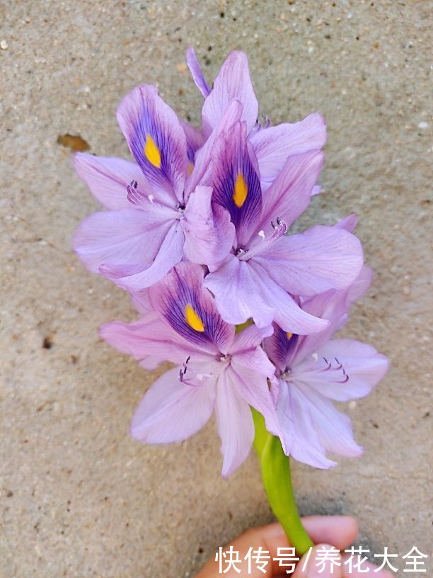 家里要是有院子，千万别养这4种花，泛滥了不好收拾