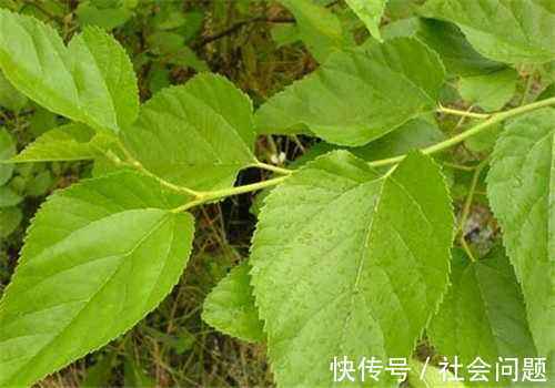 洗头|白发别再染了，拿它用来洗头，半个月下来，头发乌黑又亮丽