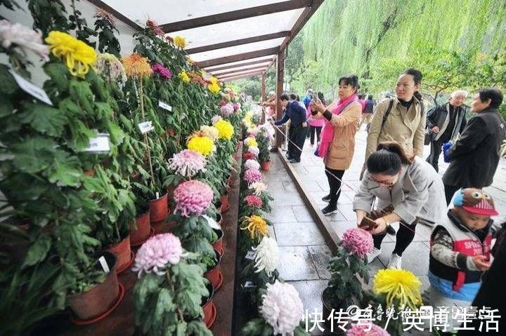 趵突泉|隐匿市区潜心研究养菊36年，“菊王“卞锁军的花匠情怀