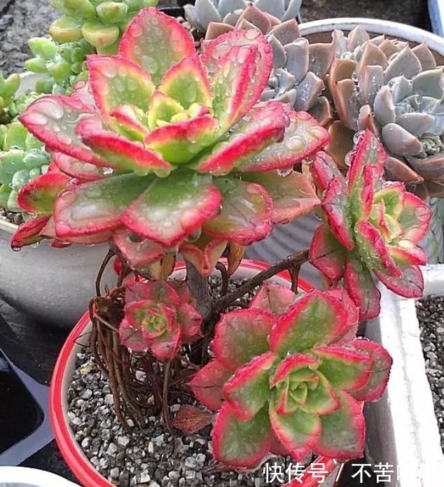 阳台上的多肉都变美了,尤其是艳日辉,色彩绚丽惹人爱