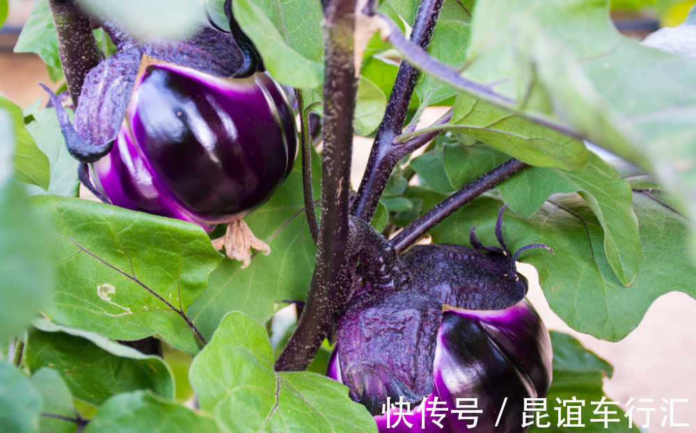 小面姨|夏天，这食材别只懂凉拌了，切成丝上锅煎一煎，鲜香软嫩好消化！