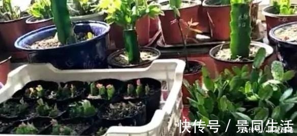 养蟹爪兰|蟹爪兰喷点这个水,叶片杠杠厚,呼呼冒新芽,10年不烂根