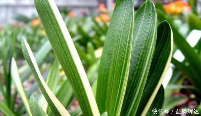 君子兰|气温超过35℃,君子兰有“4怕”,避开后,不休眠,还长新叶