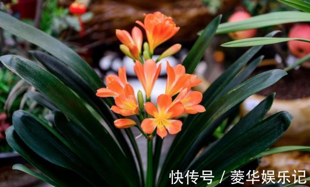 养君子兰、长寿花,盆里撒点“万能肥”,新芽猛长,呼呼开花!