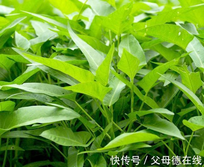 阳台上快速种空心菜的方法，操作简单，种一次采收好几年