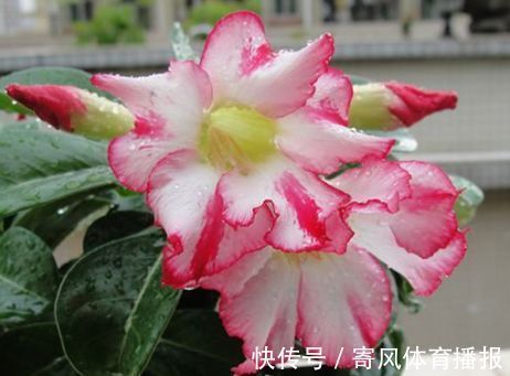 喜欢牡丹,不如养“罕见菊花”灯光荷,红光四溢,群芳争艳!