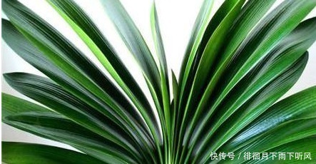 君子兰生长慢不开花,老婆使劲在盆里放“它”,叶子肥又绿开花了