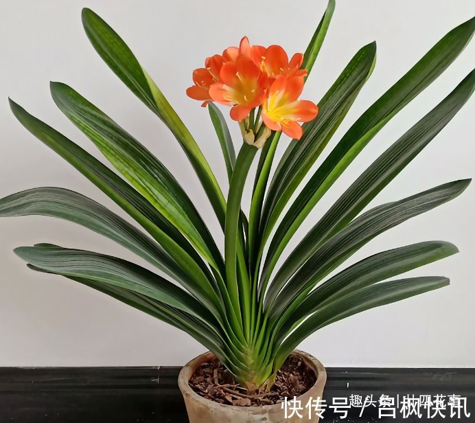 多肉植物|7种花，就要“穷着养”，花盆越小，长势越喜人！