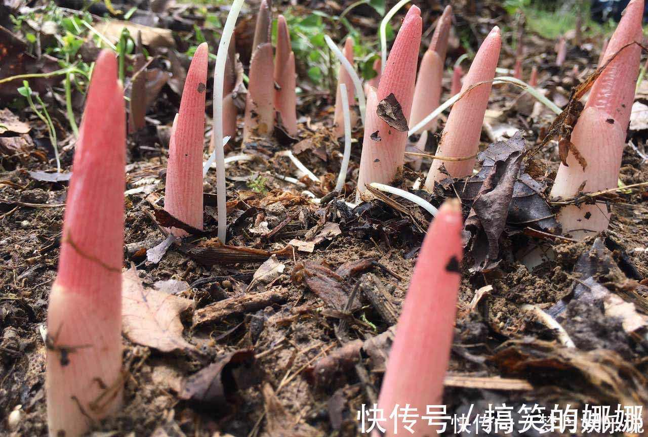 阳荷|年轻人无人吃,农民当成猪青料,国外稀少当成宝,其实价值很高