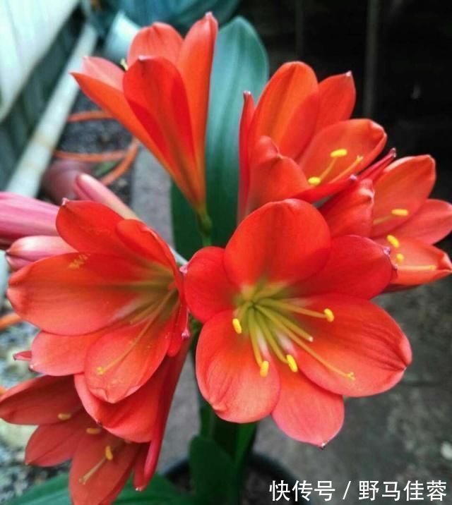 这五种“花卉”都是懒人花,每月浇水一次,不会烂根,远离黄叶