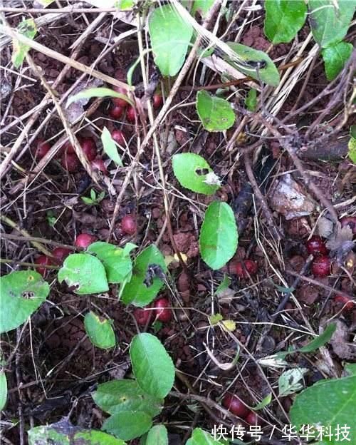 果子|农村一果子是“风湿”的克星,阳台盆栽一盆,好吃营养还省钱!