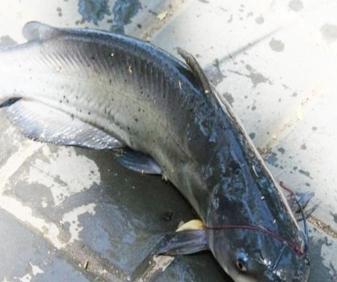 叉尾|暑假多给孩子吃4种鱼,才几元一斤,钙含量高,孩子长个不用愁