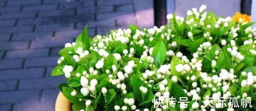 家里养上几种花,比绿萝还好养,有助改善睡眠,是家庭盆栽佳品