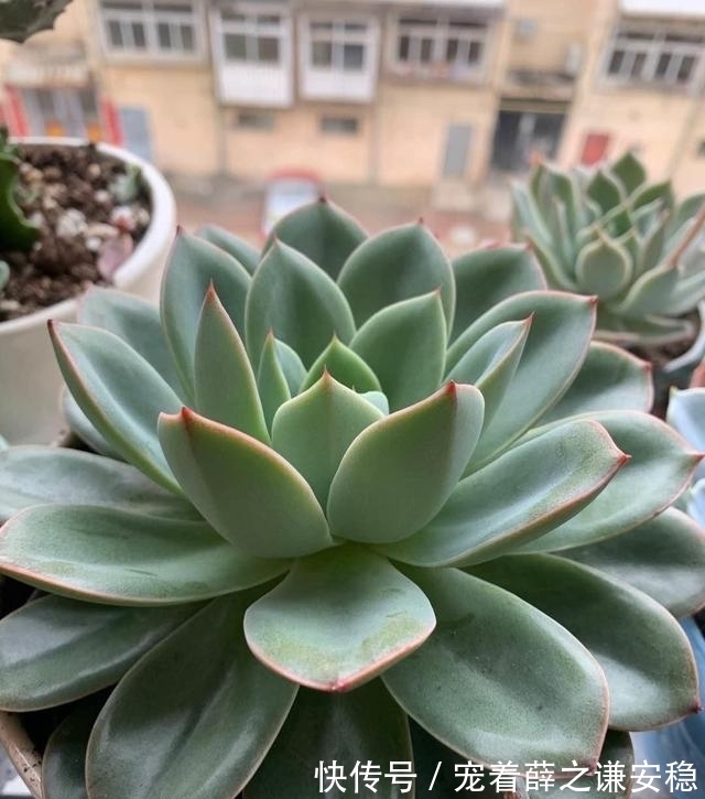 封闭阳台养多肉，很容易徒长，别再养景天科肉肉了，试试这一种