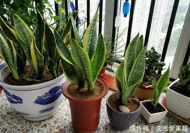 这些花特别懒,越懒养越好,根不烂叶不黄,养养就爆盆