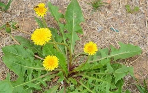 蒲公英|春季是养肝“黄金期”,多吃三种路边菜,养肝护肝,身体更健康