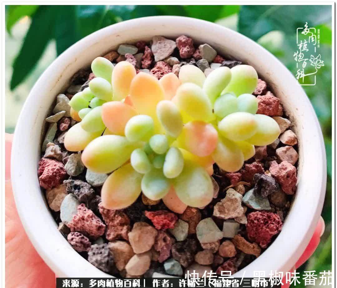 尖尖|养多肉两年，美丽与赏心悦目并存！