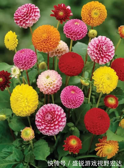 根颈处|“此花”好养易爆盆,花朵大花期长,天冷天热都不怕,比牡丹还美