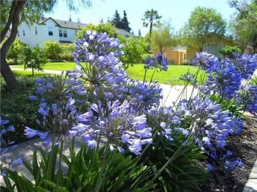 如果我有小院,一定种上“百子莲”,花朵蓝紫色,一开上百天