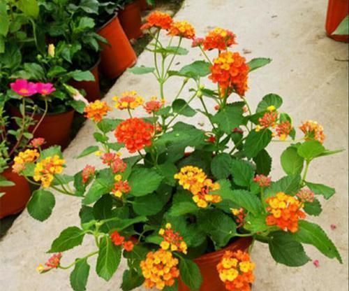 养花有讲究,有几种种花,不能在室内养,会影响健康