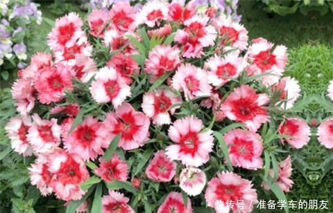 阳台养1种花,开花大半年,一开就成球,变成小花海!