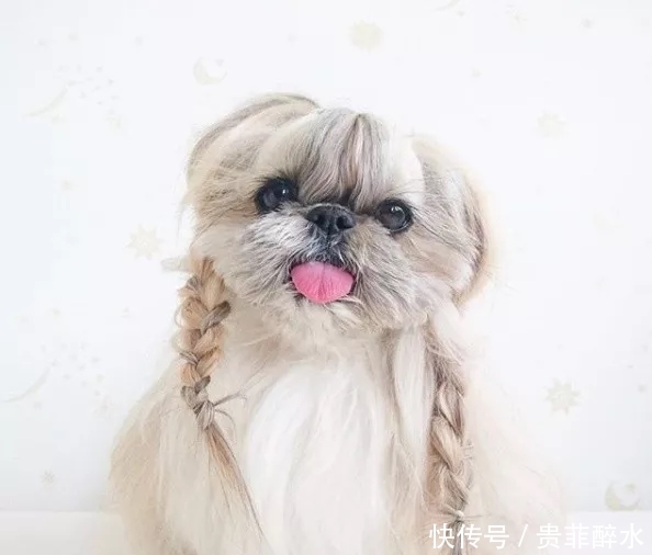太可怕了，我的发型还没有一条狗好看！