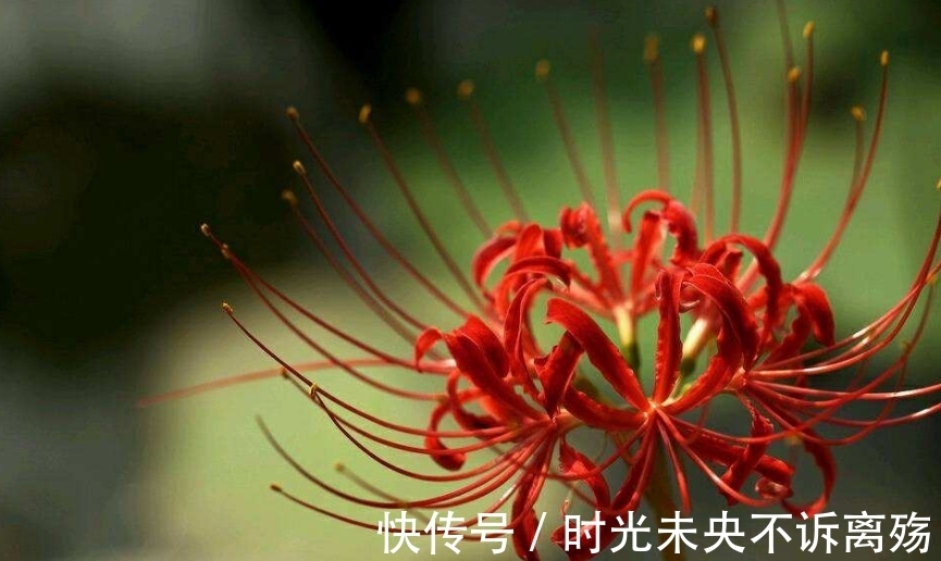 彼岸花的故事，颜色绚丽无比，花语充满彷徨跟追忆