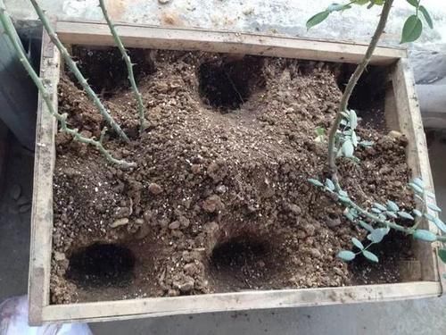 泡沫箱|冬天养花埋点它，开春就疯长，1年不施肥一样绿油油！