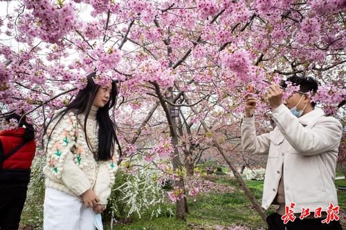 中年|援鄂抗疫英雄和全国游客，请来湖北赏花踏春