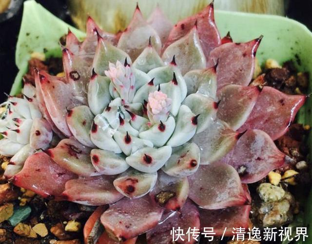夏季|夏季，多肉植物进入“休眠期”，3个养护要点学好，叶片变肥厚！