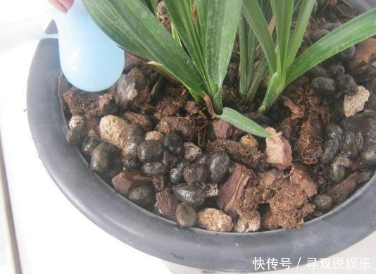 养花不会施肥2种“小东西”垫盆底,一年不用施肥,花卉蹭蹭长
