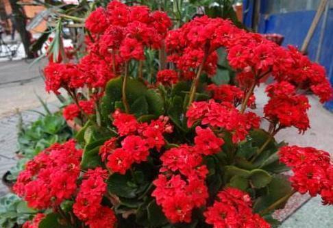 长寿花做好两个“关键点”,“花期”您来“掌控”,想让开就开!