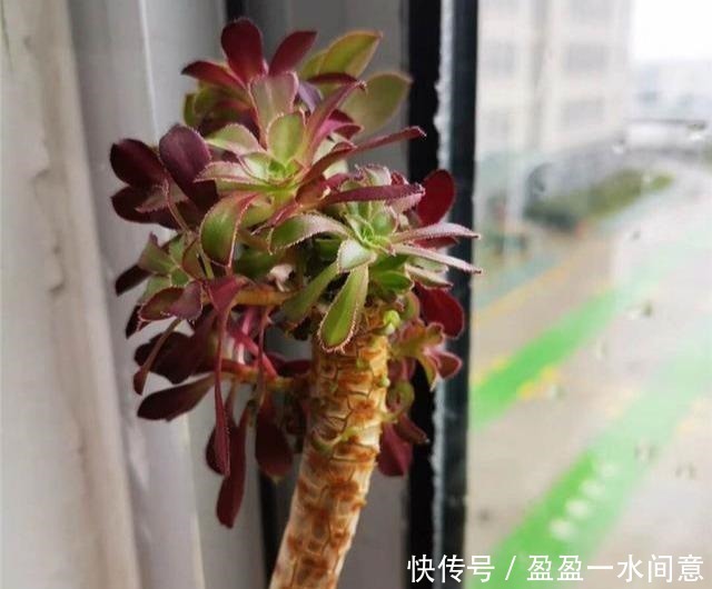 相见恨晚的多肉爆盆法,试一次爆一盆,赶紧用一用!