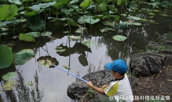 夏季|夏季什么饵料好用，腥饵好用不好用？