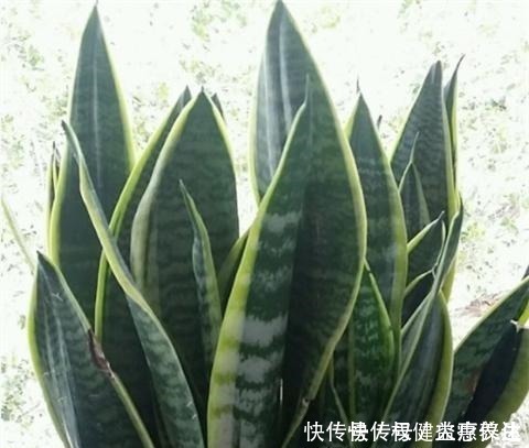 植株|虎皮兰浇2种“水”,蹭蹭长得旺,冒芽一个接一个!