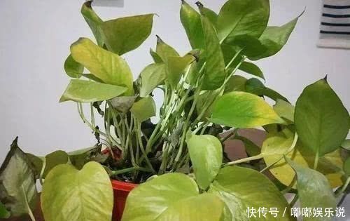 这几种花黄叶也别丢,咔咔“来几刀”,15天冒新芽,还会长花苞