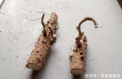 厨房里这9种菜根不要扔,泡水就能活,比绿萝好看多了!