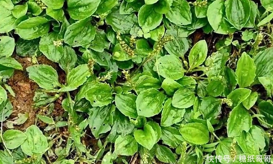 农村遍地都是的野草,小时候都叫不上名字,看看你认识哪几个