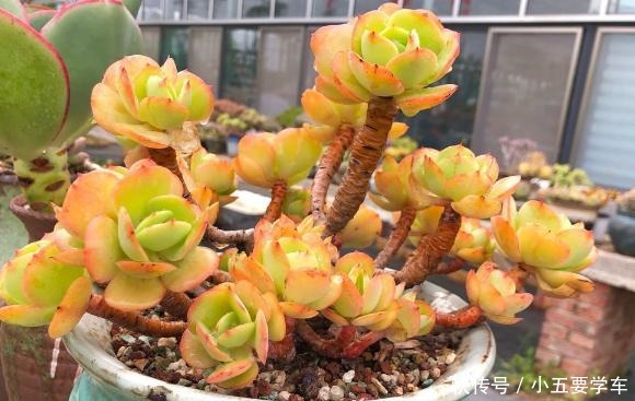 碧桃今年和去年对比,差别可不是一般大,希望一年比一年美!