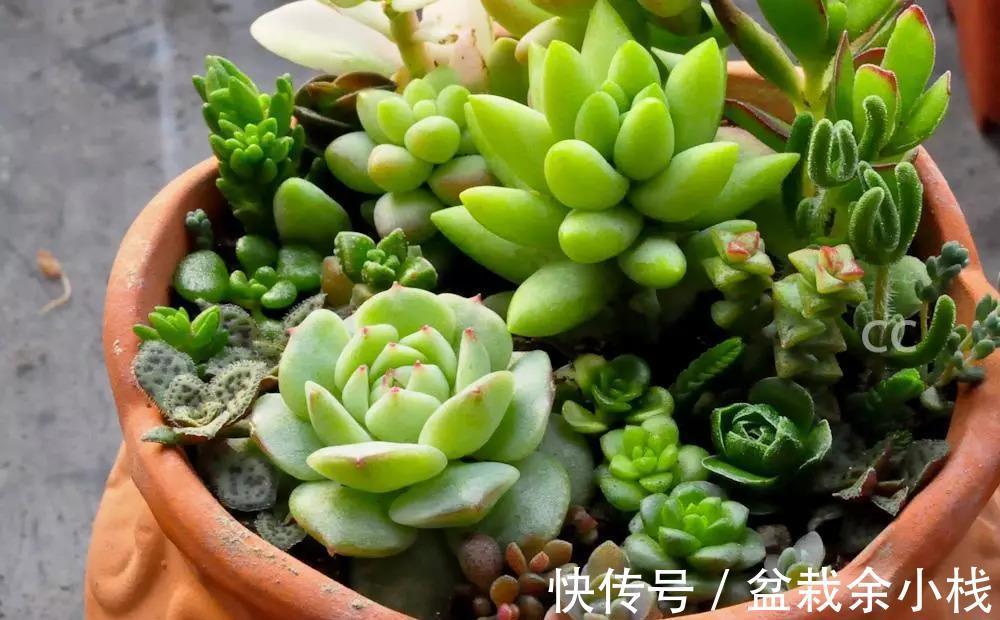 新人|提醒新人肉友:养多肉时,频繁遭遇降雨天气,可这么处理
