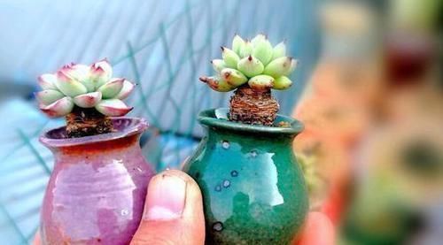 多肉植物|养多肉植物如何加速上色调节3方面,茎干长出好多'小莲花'