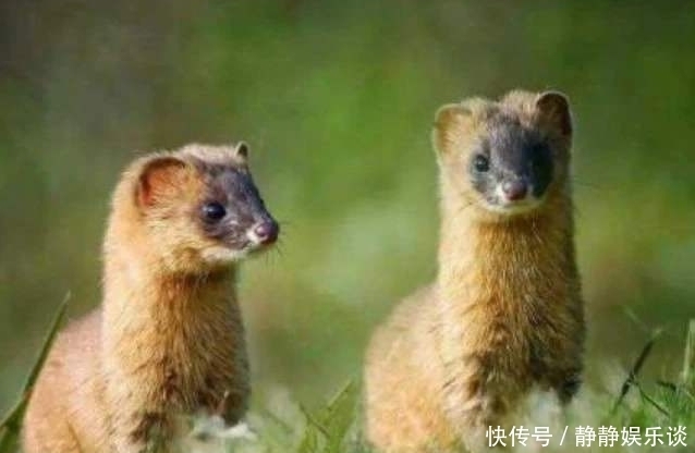 黄鼠狼|老祖宗总说黄鼠狼不能杀,科学研究表明,还真不能杀