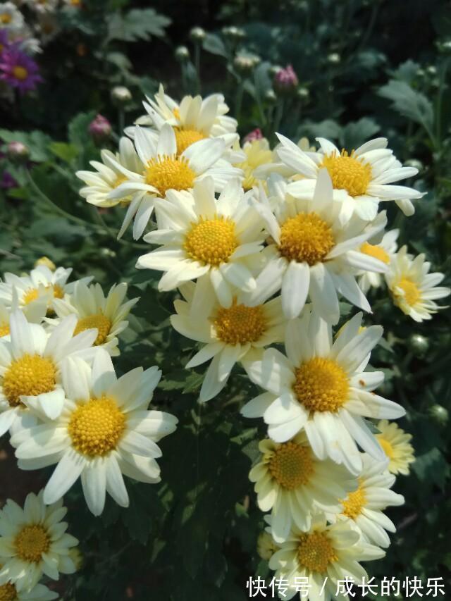 |幽默与笑话10则哲学家的愚蠢等