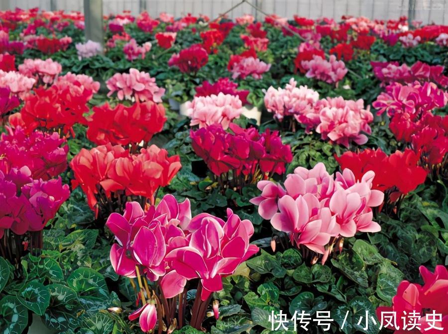 6种“富贵花”天生怕晒，客厅没光照，照样开满花，吉利旺家